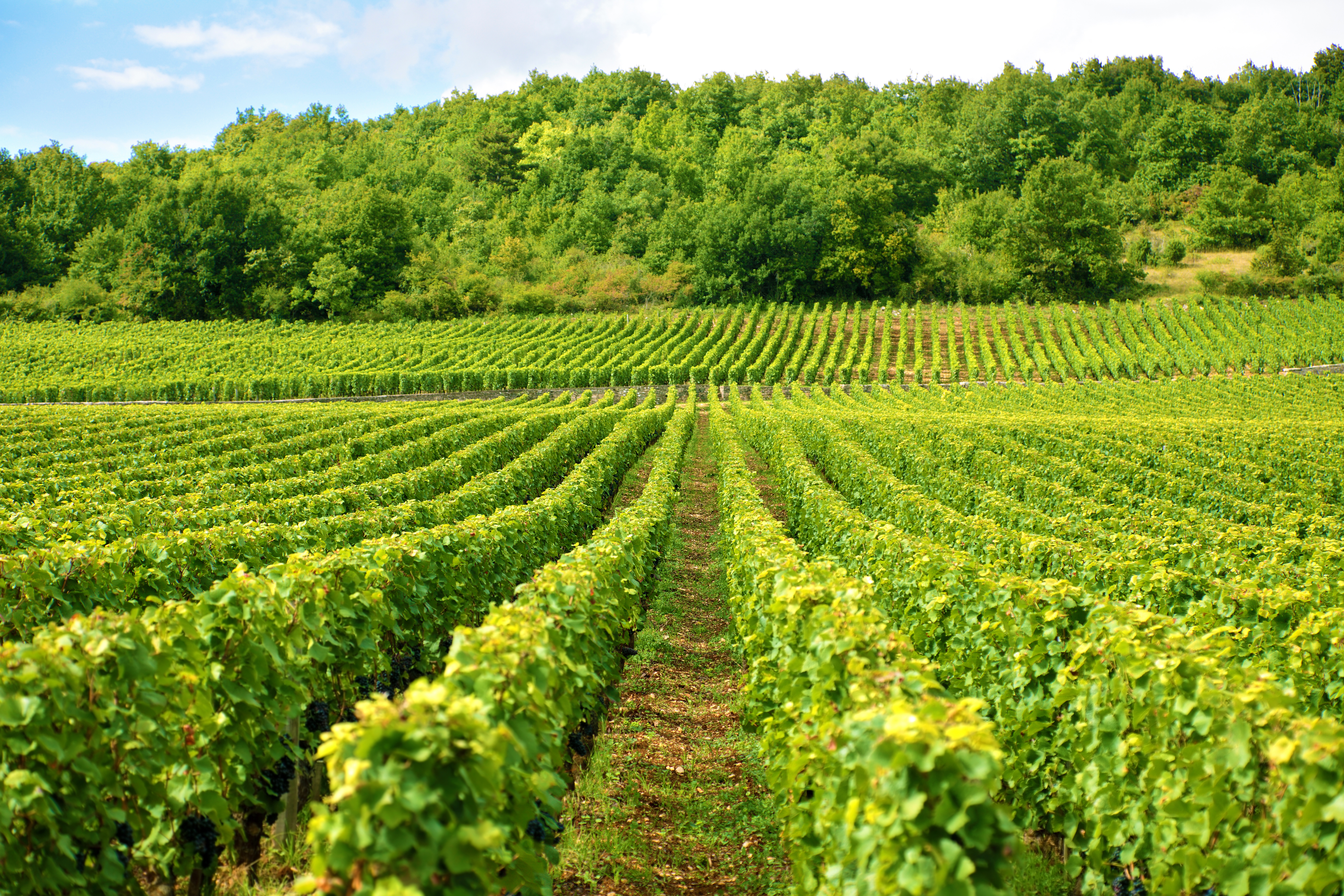 Le vigne dell'oltrepo' pavese