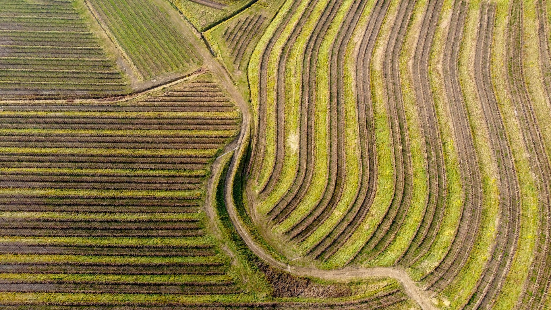 In un panorama così articolato e ricco di produzione, verrebbe da chiedersi perché non esista un’organizzazione per cru, similare a quella francese. Sorpresa: il “cru” c’è, anche se qui ha un altro nome, spesso pronunciato forse neppure con la consapevolezza della sua pregnanza. Qui il “cru” si chiama “log”, che è cosa diversa dalla “vegna” o dal “vidur”. Il “log”, nella sua variante di “lughet”, è la vigna migliore, quella specializzata. E’ il “locum” latino, il luogo del vino per eccellenza. Alcuni produttori, consapevoli di questo, chiamano il loro vino in etichetta “Luogo di…”. A seguire il toponimo della collina o dell’antico proprietario o del modo di dire che individua quella determinata vigna o una sua specifica porzione. Quello e non altro.